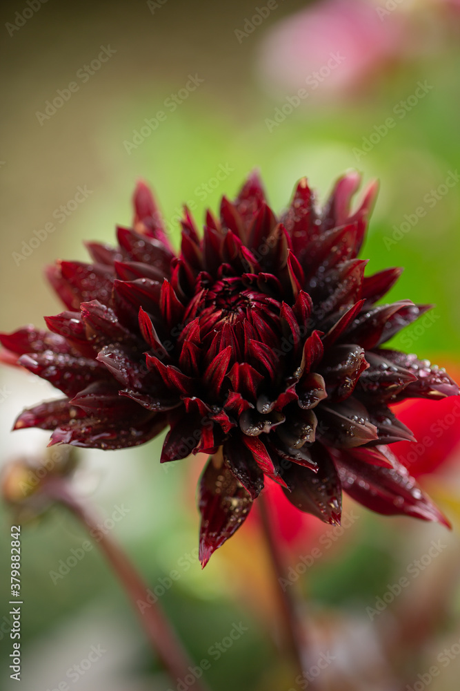 Fototapeta premium Holy hill black widow, a stunning deep red cactus dahlia