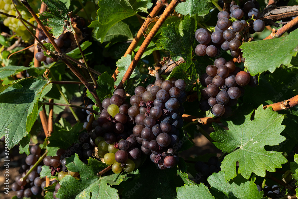 Vineyard in Romania