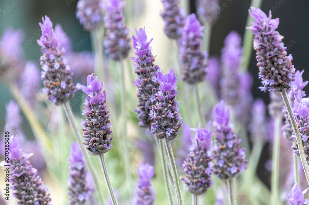 Obraz premium Lavender in bloom