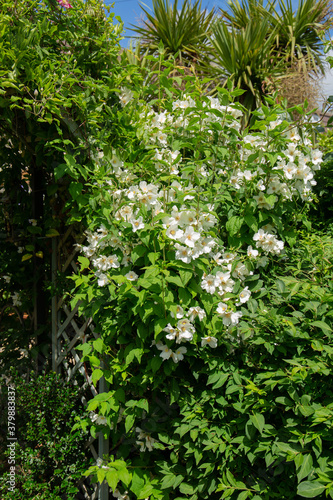 Fototapeta Naklejka Na Ścianę i Meble -  Mock orange shrub in bloom