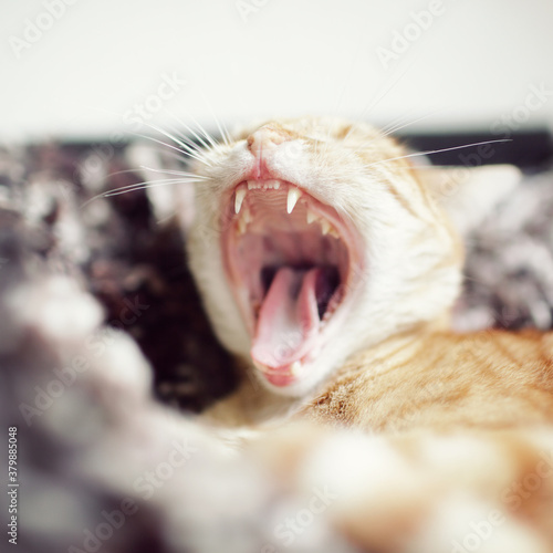 Yawning ginger tomcat