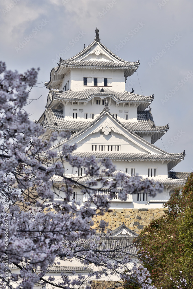 世界遺産姫路城と桜 世界遺産姫路城と桜