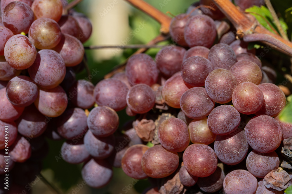 Fototapeta premium Vineyard in Romania