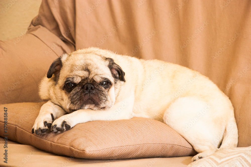 Old dog mops laying on the pillow. Old dog mops laying on the pillow.