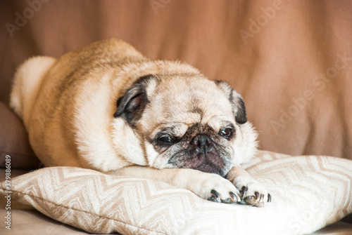 Sad old mops on the pillow.