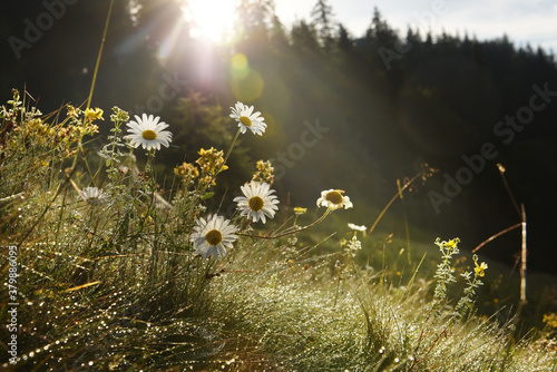 Chamomile flowers in sparkling dew in the early morning in the mountains. The rays of the sun from behind the trees on the slope.