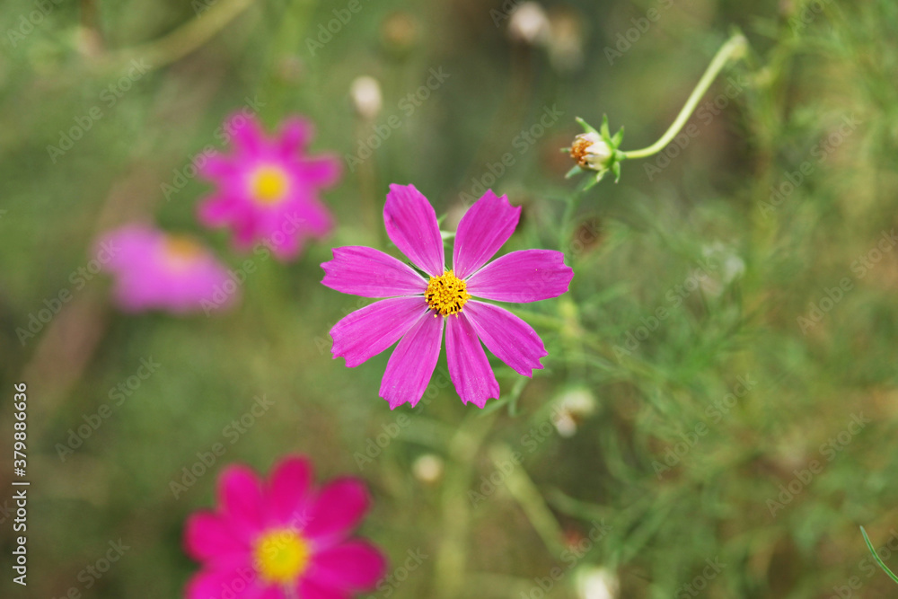 cosmos flower in the garden cosmos flower in the garden