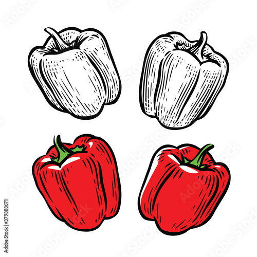 Red pepper. Culinary seasoning, food vector