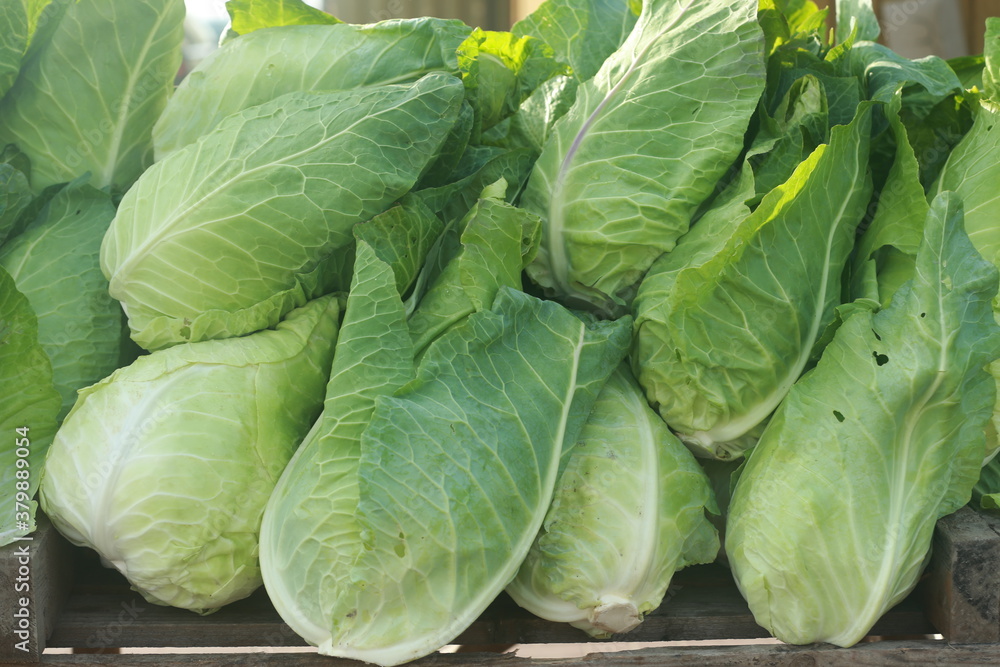 Fototapeta premium green cabbage in the garden
