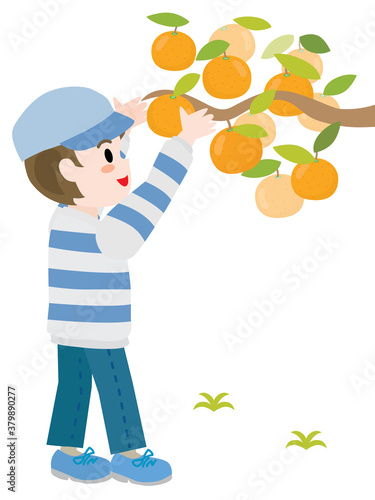 みかん狩りをする男の子