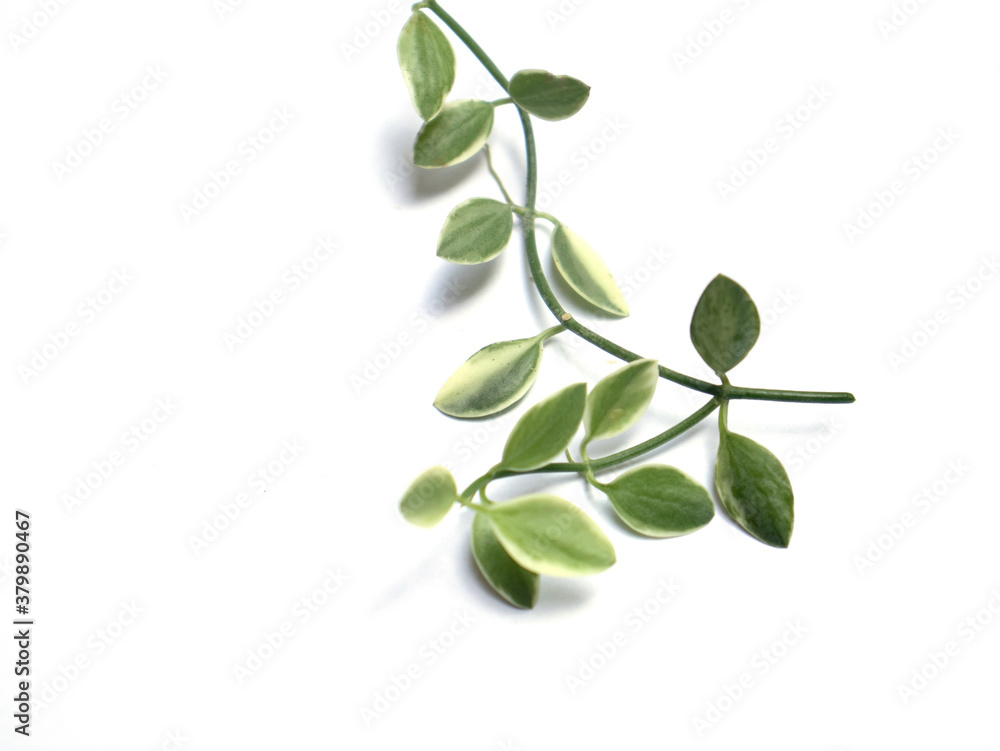 branch of a tree with leaves