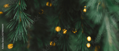 Blurred lights shining amongst tree branches background