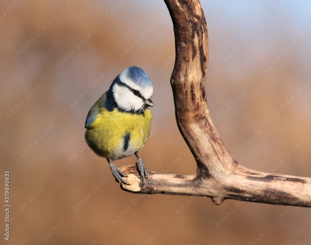Blue tit bird standing upright on a dead branch