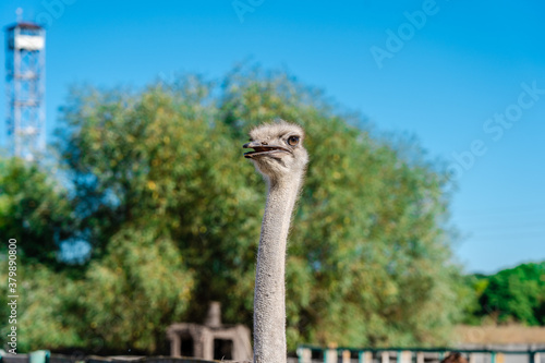 Portrain of the ostrich bird at the farm