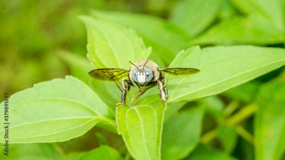 Closeup of a bug / wasp found at Borneo jungle with beautiful blue facet eye Closeup of a bug / wasp found at Borneo jungle with beautiful blue facet eye