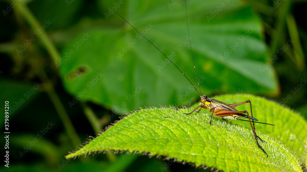 Borneo grasshopper perching on the tip of a leaf. Nature and environment background Borneo grasshopper perching on the tip of a leaf. Nature and environment background