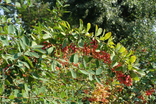 Bent branch of Berberis vulgaris with red berries in September