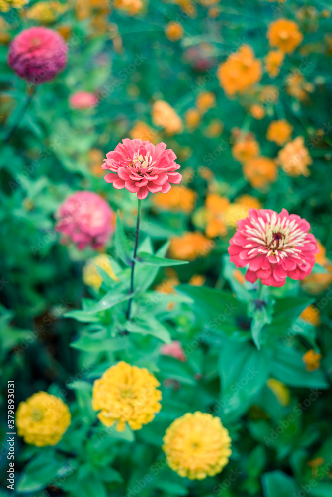 Blooming colorful zinnia at vigorous flower bed in community allotment near Dallas, Texas, USA