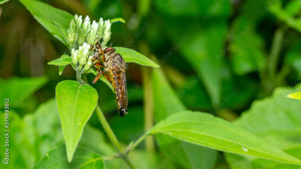 Borneo robber fly perching on the leaf. nature and environment background Borneo robber fly perching on the leaf. nature and environment background
