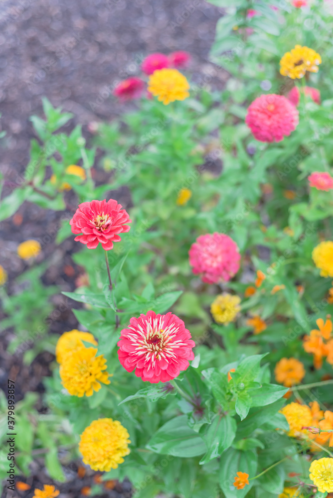 Blooming colorful zinnia at vigorous flower bed in community allotment near Dallas, Texas, USA