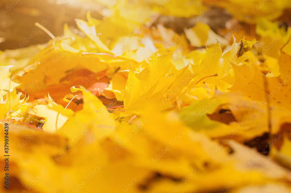Golden maple autumn leaves on the ground the wild forest. Golden maple autumn leaves on the ground the wild forest.