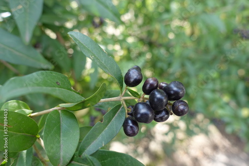 Black berries of common privet in September