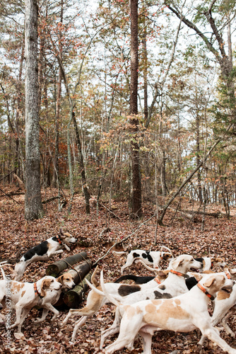 Fox Hunting Hounds photo