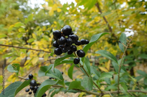 Bunch of black berries of common privet in October