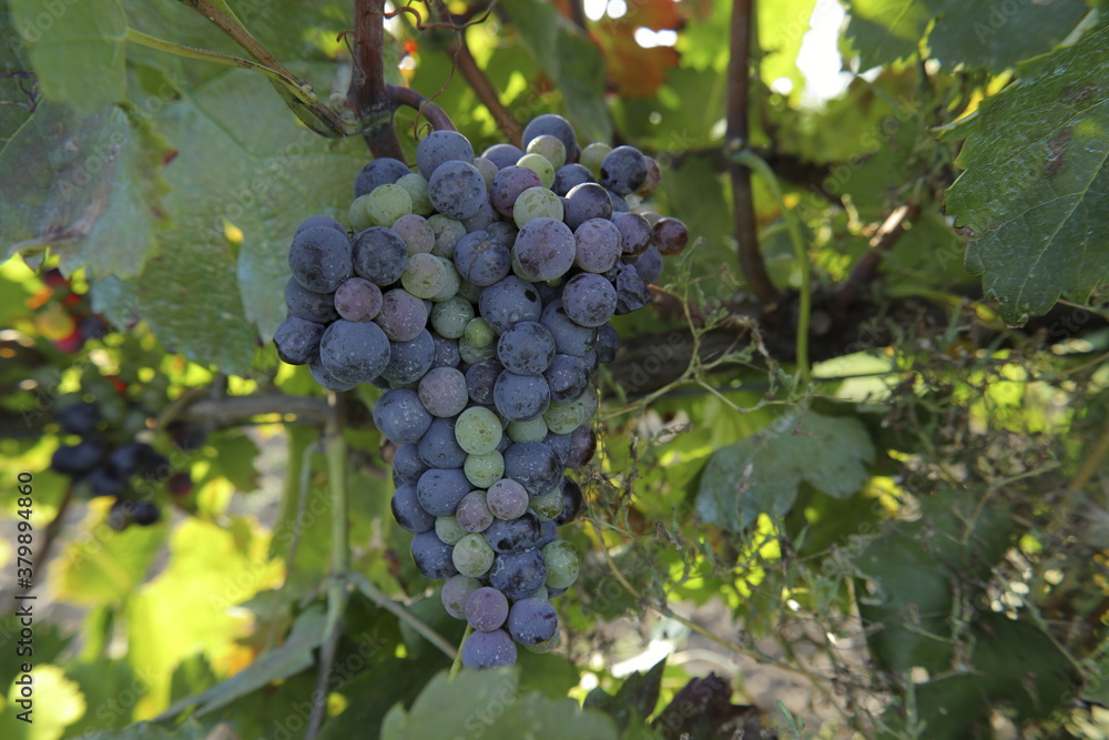 Fototapeta premium red ripening grapes on vine