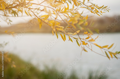 Yellow willow tree branch on the lake in the fall. © Valentina