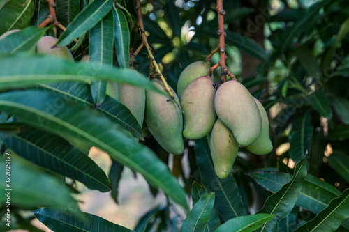 Mango Season photo