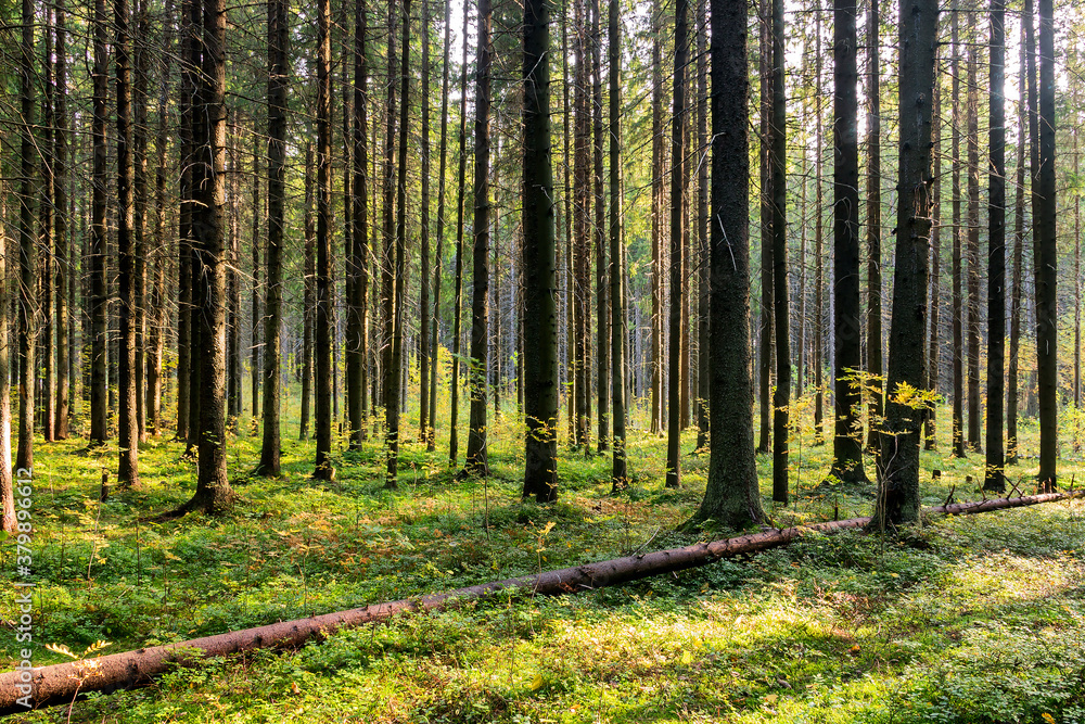 Obraz premium Trunks of a dense coniferous forest made of fir trees. Early morning in the autumn forest.