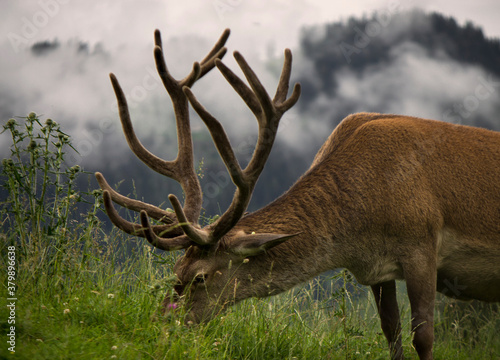 deer at rest on mountain