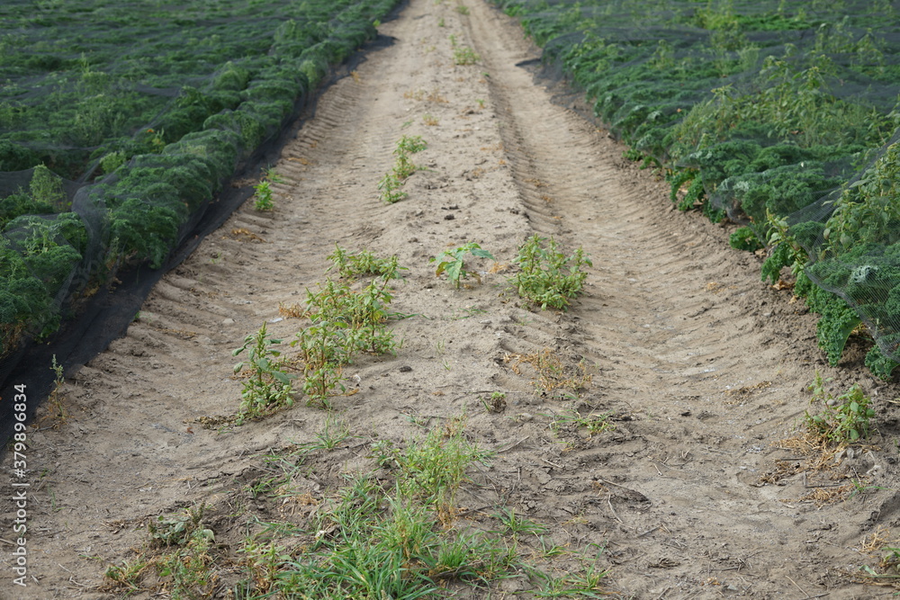 Grünkohl Feld bereit für die ernte Grünkohl Feld bereit für die ernte
