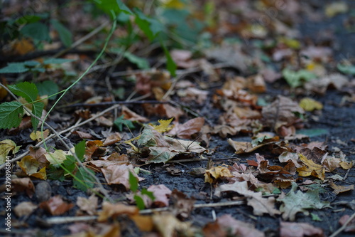Close up of ground with fallen leaves in autumn season. Various dry foliage on ground in autumn forest