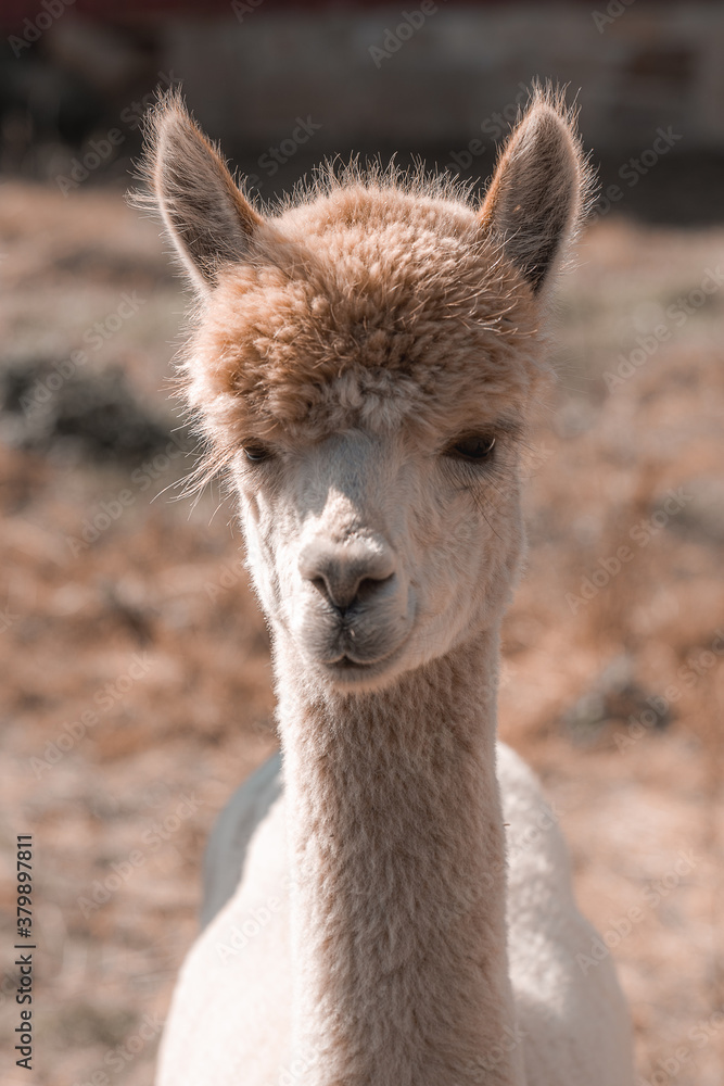 Closeup portrait of little llama. Alpaca with shallow depth of field white colour