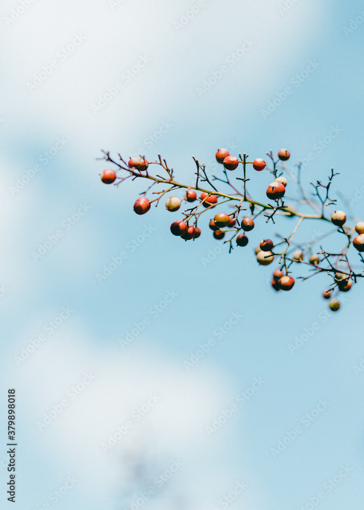 Fototapeta premium red rowan berries