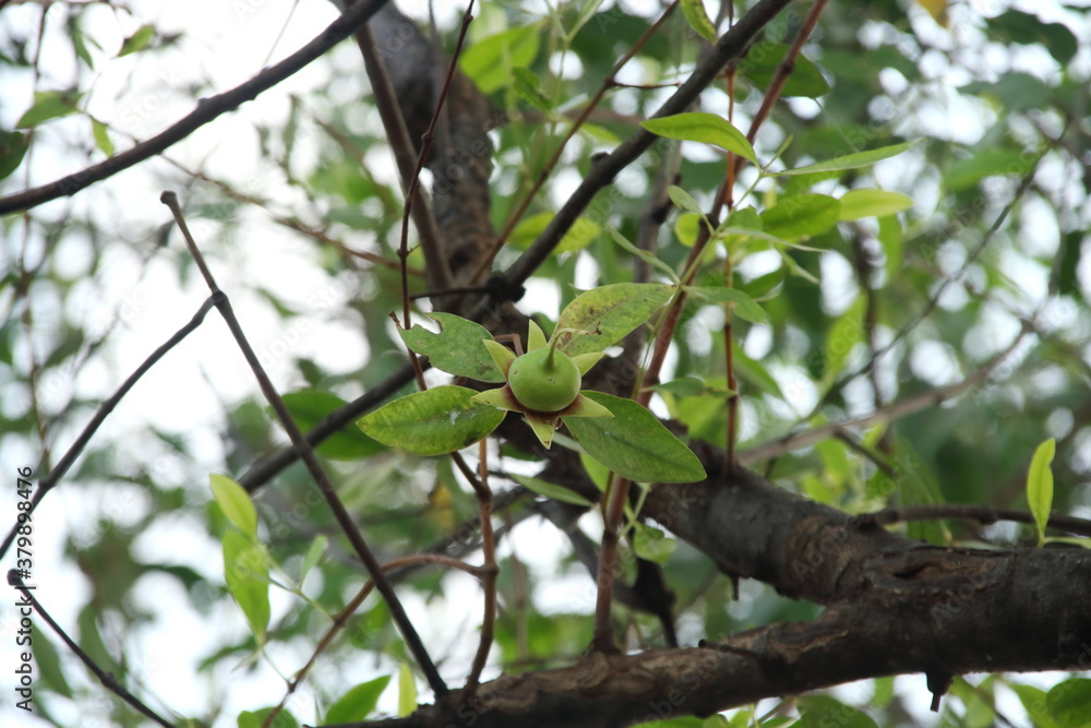 Green fruit of Mangrove is on branch, Thailand. Green fruit of Mangrove is on branch, Thailand.