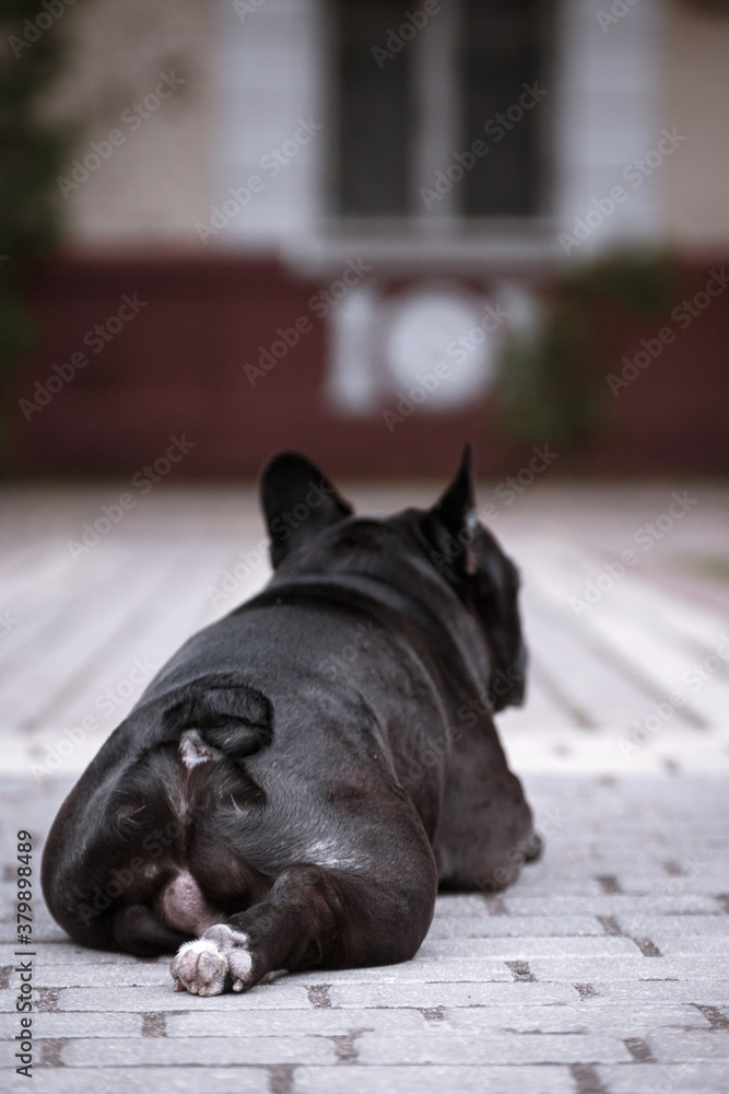 Lying cute french bulldog with booty