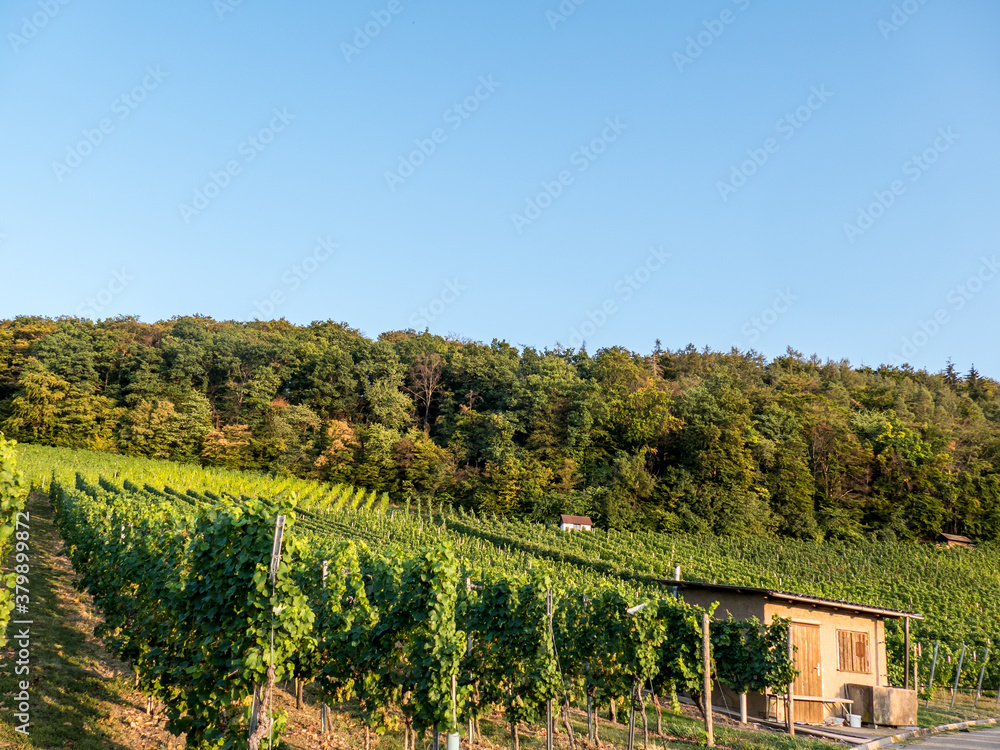 Obraz premium Weinberge im Spätsommer