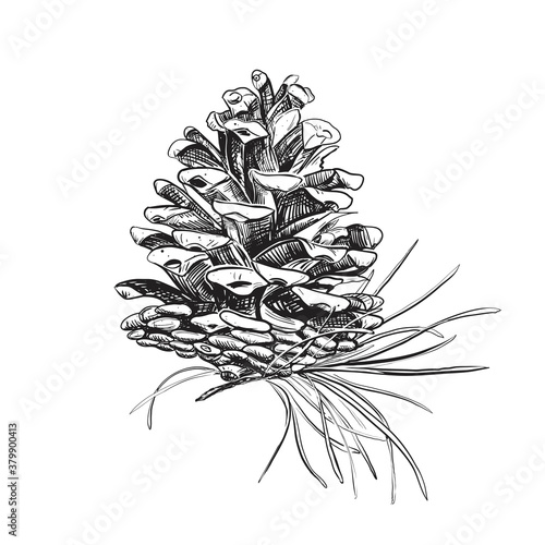 Detailed hand drawn ink black and white illustration of cone fir. sketch. Vector. Elements in graphic style label, card, sticker, menu, package.