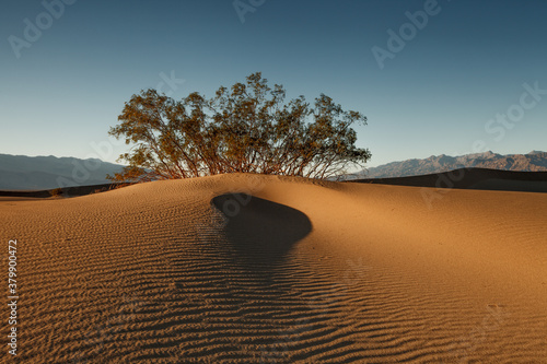 Dunes in the Evening Light