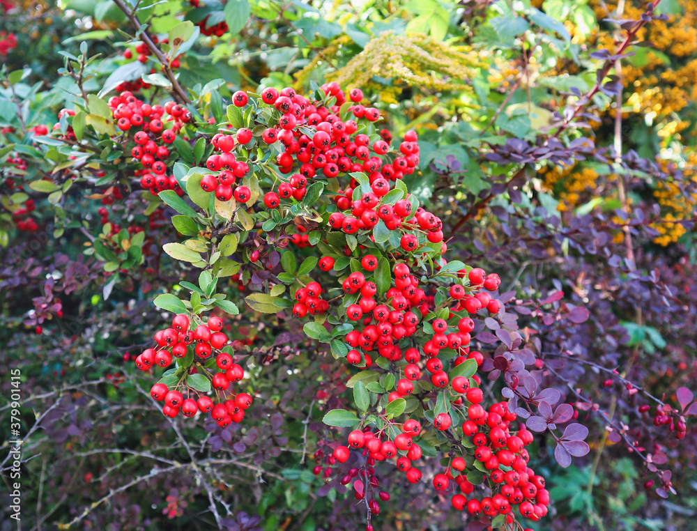 Obraz premium Intensely red berries fruits of the ornamental shrub Pyracantha coccinea, against the background of autumn colors, green and purple leaves