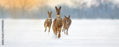 Obraz na płótnie Group of roe deer, capreolus capreolus, running forward through deep snow in winter. Wide panoramic composition of wild mammals sprinting in nature with copy space. w salonie
