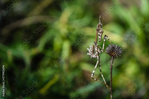 Macro shot of an amazing creature camouflage on a plant photo