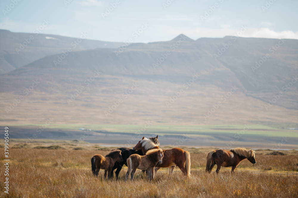 Icelandic horses Icelandic horses