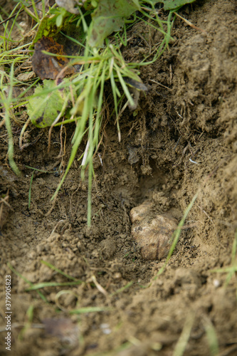 Wallpaper Mural White truffle in the ground Torontodigital.ca