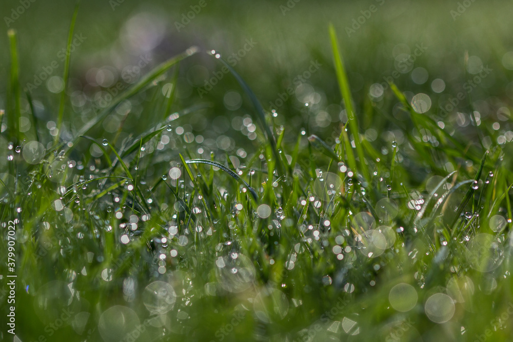Closeup of grass covered in dew