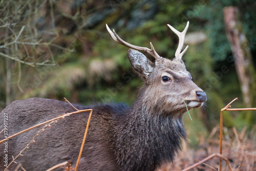 Fototapeta Naklejka Na Ścianę i Meble -  Jeleń