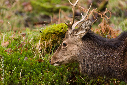 Fototapeta Naklejka Na Ścianę i Meble -  Jeleń